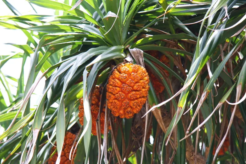 オレンジ色の実を付けていたアダンの木
