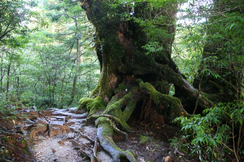 地表に根が露出し、力強く立っていた巨大な杉