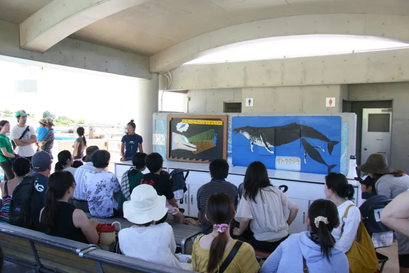 イルカの能力や習性などエコーロケーションの説明風景