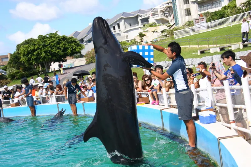 クジラの仲間のオキゴンドウは水から出ると大きさにビックリ