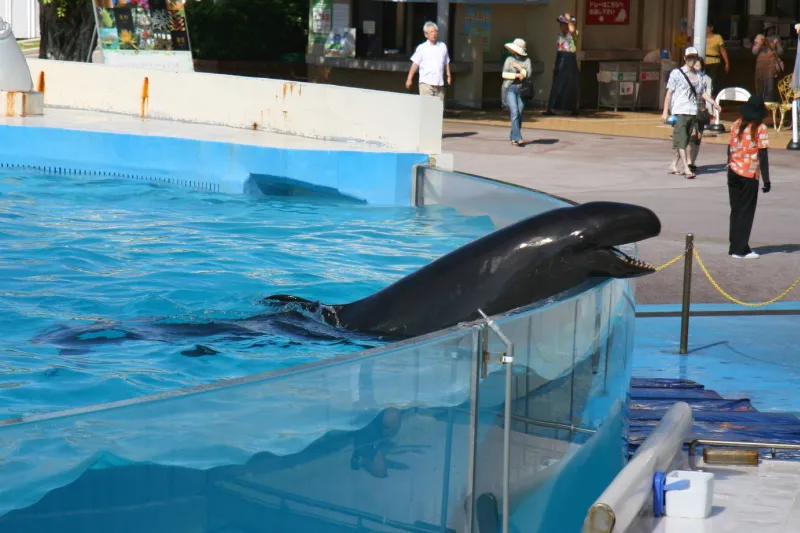 イルカより大型でクジラに属するオキゴンドウ