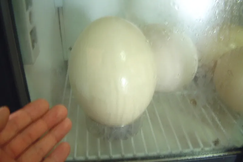 冷蔵庫に保管されていた鶏卵２０個分もあるダチョウの卵