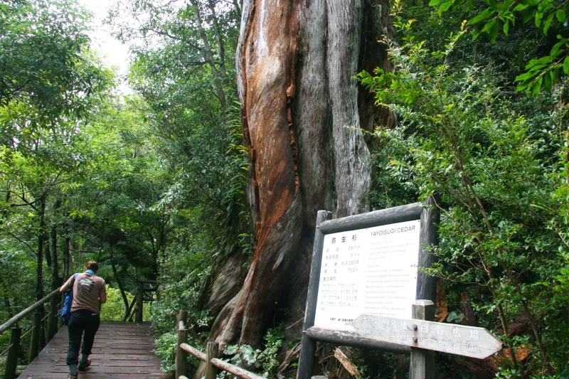 遊歩道の横に立っている樹齢３０００年の弥生杉