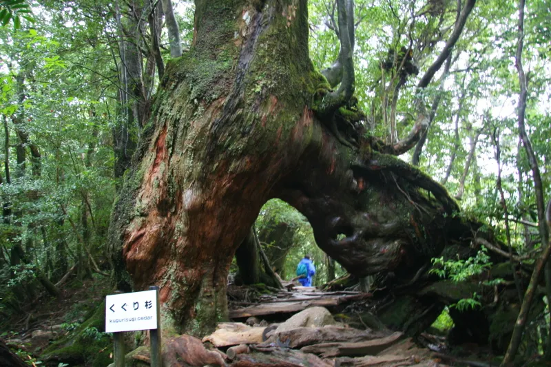 木の根が大きく開き、中を通り抜けられる「くぐり杉」