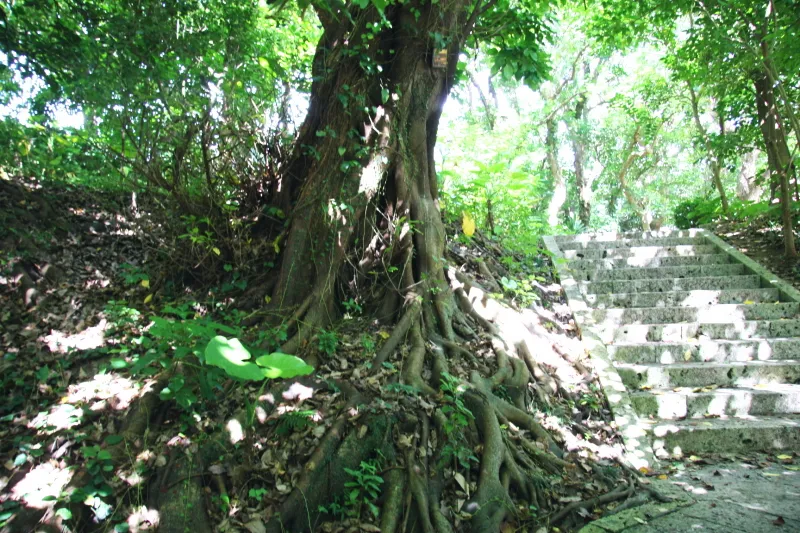 根が特徴的なアコウの木など亜熱帯植物の茂る緑豊かな場所