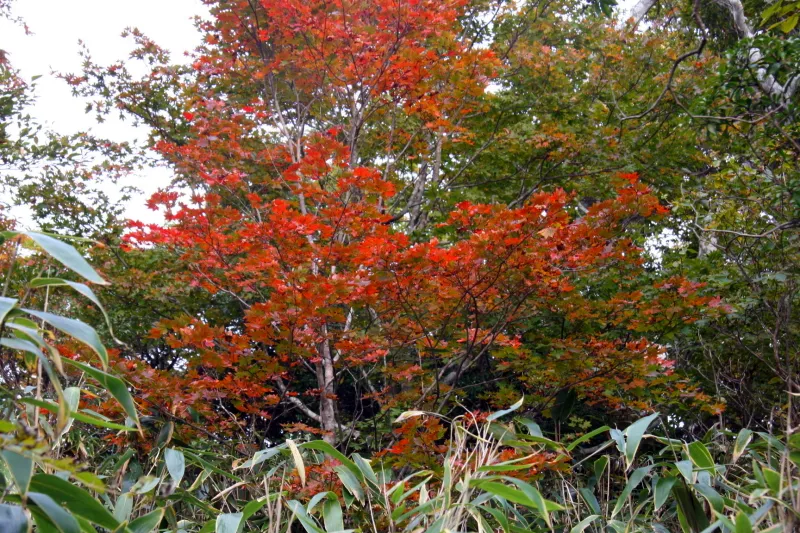 秋に訪れたため、随所で見ることのできた紅葉