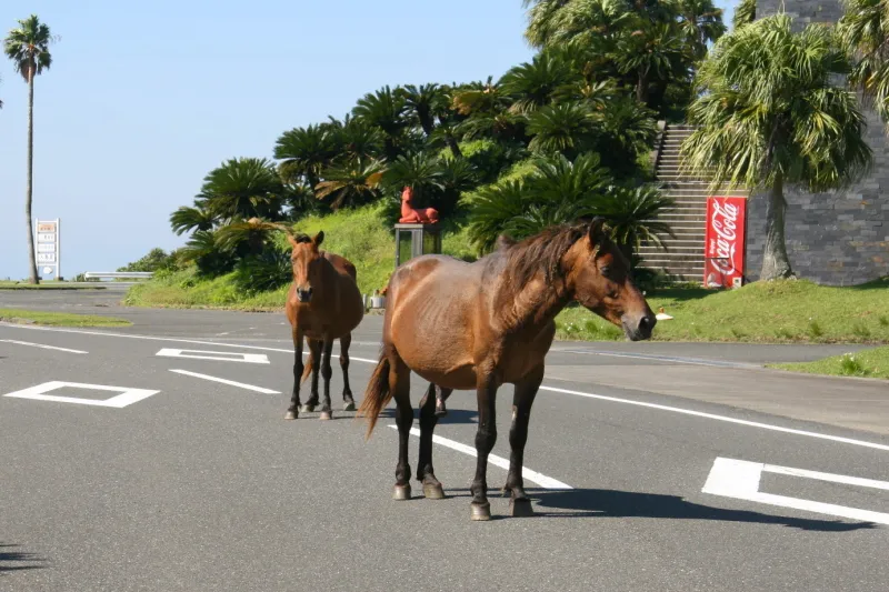 車を運転していたら道路上に佇む光景。都井岬は御崎馬が優先