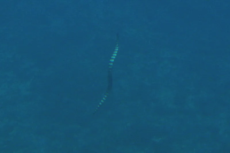 様々な魚が見える中で縦になって泳ぐウミヘビを発見