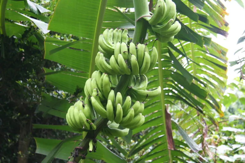 果実も多く見られ、たくさんの実を付けたバナナ