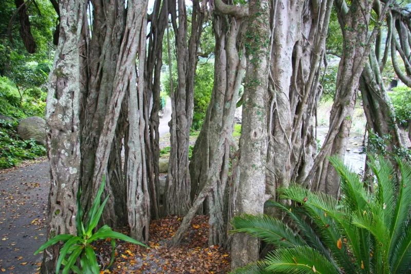 枝から根が伸びて地上に達し、支柱となる独特な木