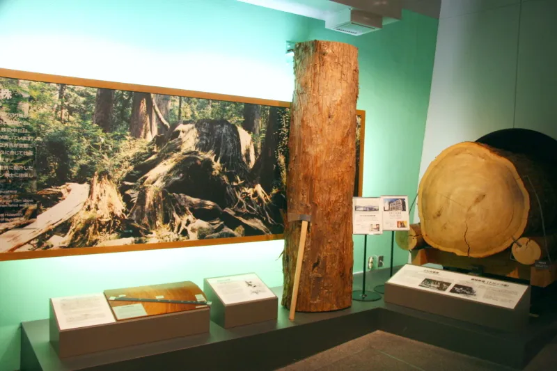 年輪や木の状態を見ることのできる屋久杉の実物展示コーナー