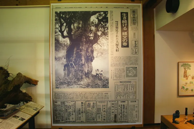 縄文杉が知れ渡る切っ掛けとなった１９６７年の南日本新聞