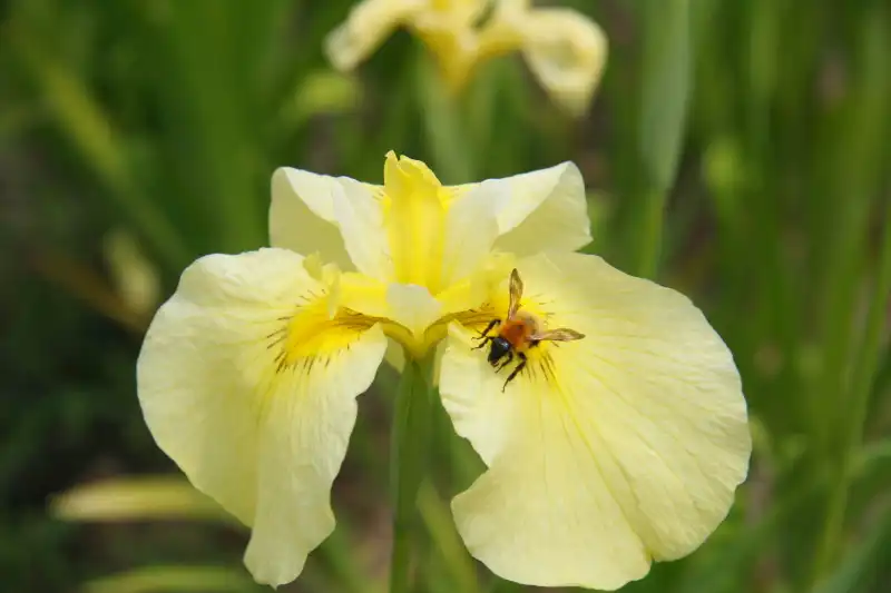 黄色い三枚の花が特徴になっている「愛知の輝」と言う品種