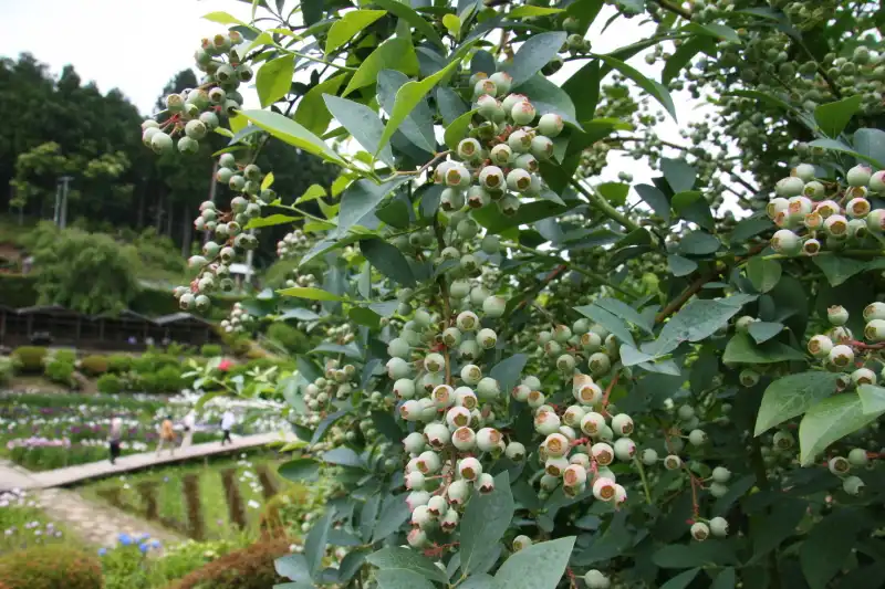 ブルーベリーも植えられていて７月中旬から摘み取りが可能