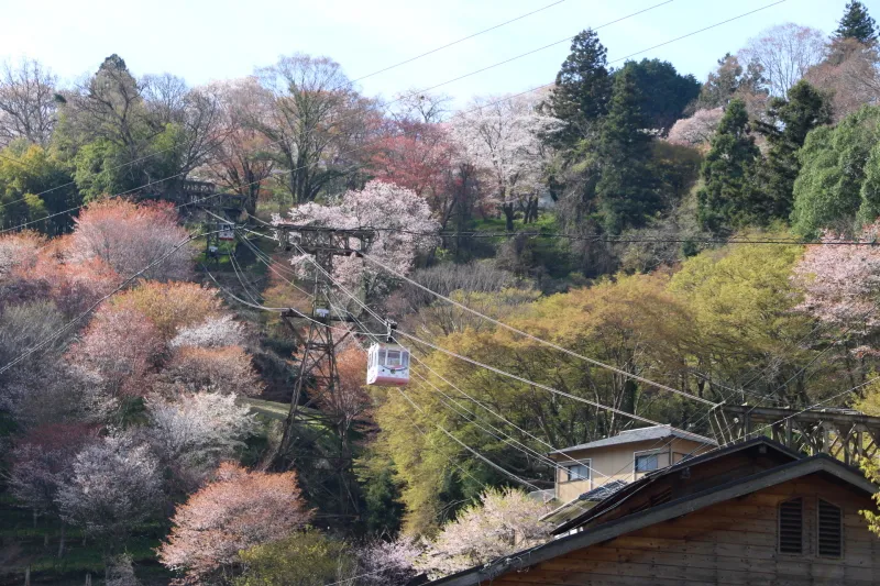桜と吉野ロープウェイ