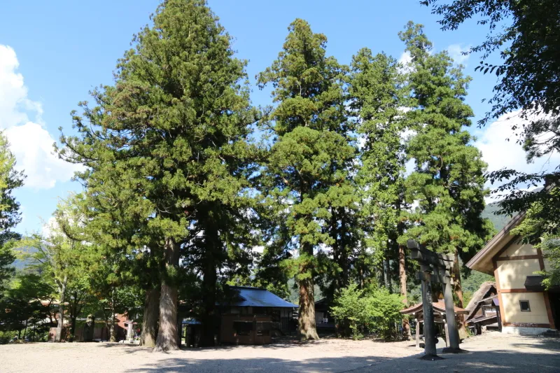 境内には杉の大木が幾つも立ち、最大のものは高さ３０ｍ