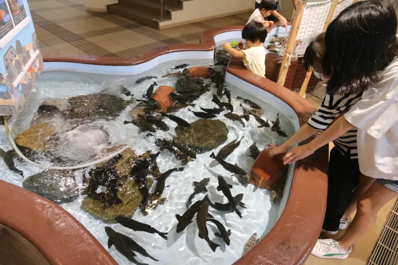 ナマコ・ヒトデ・小魚に触れるタッチプール 
