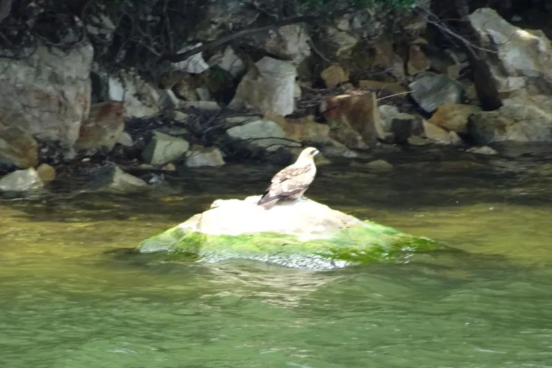 岩の上で羽を休めていた魚を主食とするタカ科のミサゴ 
