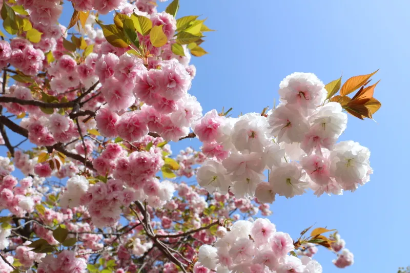 綺麗で大きな八重桜を始め、様々な品種が植えられている造幣局の桜 