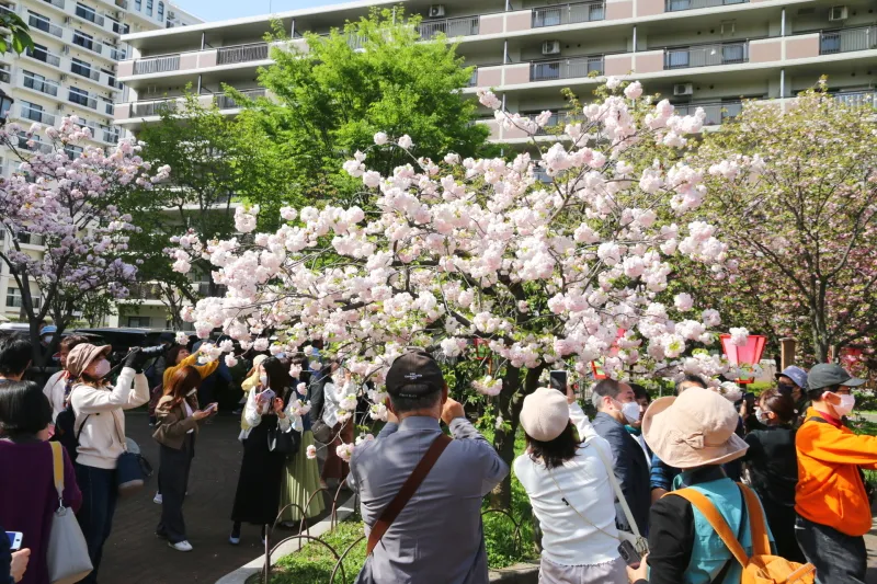 ひときわ目立つ桜は多くの人が立ち止まって記念撮影 