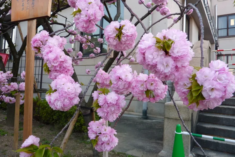 ピンク色の丸い花を咲かせる手毬桜 