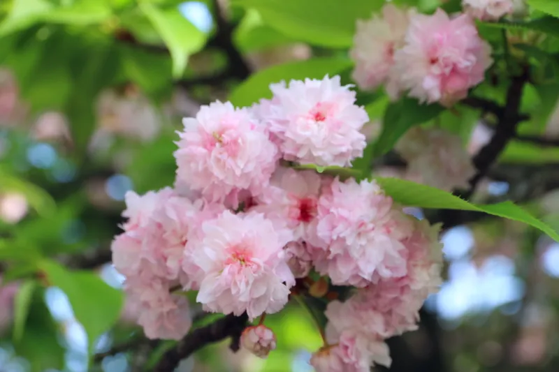 １００枚以上の花びらを付ける兼六園菊桜 