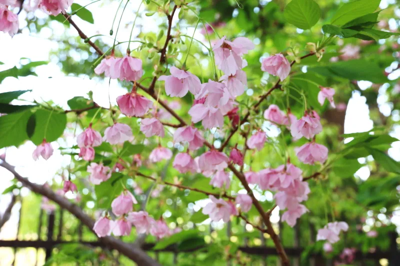 淡いピンク色の花を咲かせ、垂れ下がる特徴のある朱雀 