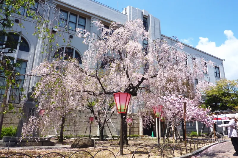 仙台市が由来となっている八重紅枝垂れ桜 