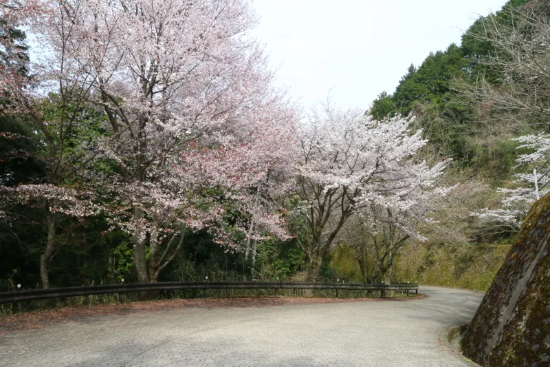 春に訪れた時、道路脇で花を咲かせていた桜の木