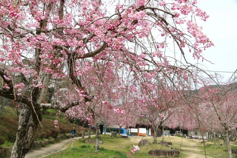 たくさん咲くソメイヨシノの中で目立っていた鮮やかなピンク色の桜 
