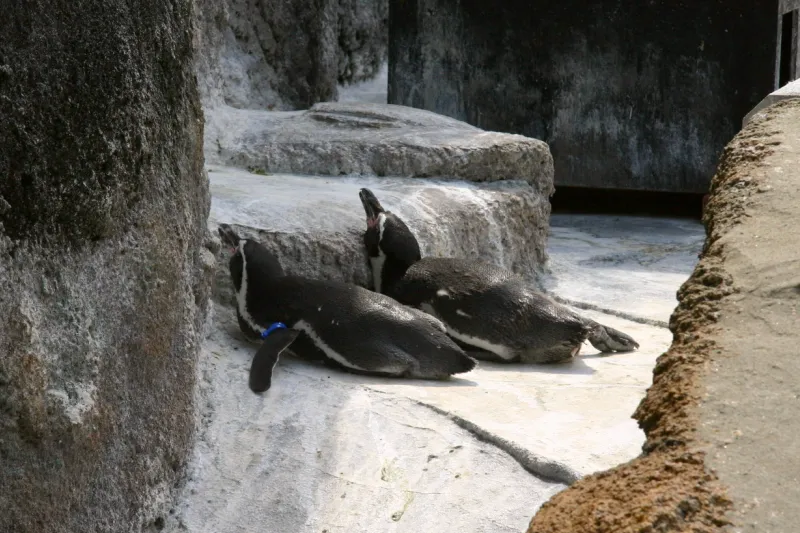 夏の暑さのためか、岩にもたれているペンギンの姿