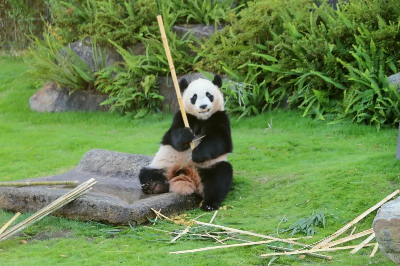 竹を食べたり、歩く姿が可愛いジャイアントパンダ
