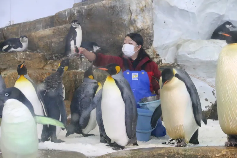 ７種類のペンギンが暮らし、飼育員からエサをもらっている光景
