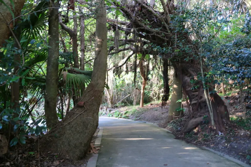 木々が茂り、遊歩道を歩きながら自然散策が可能