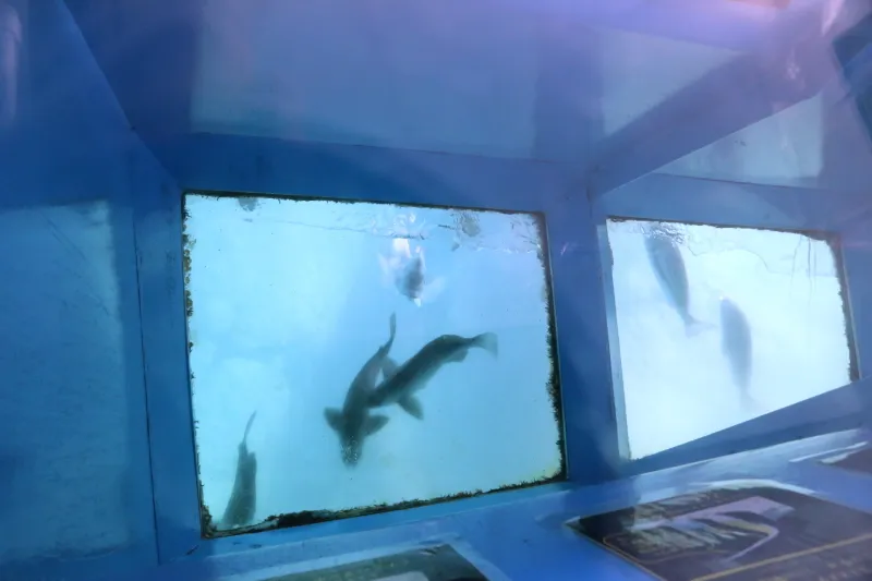 ガラス窓を通して、海中を泳いでいる魚を観察可能