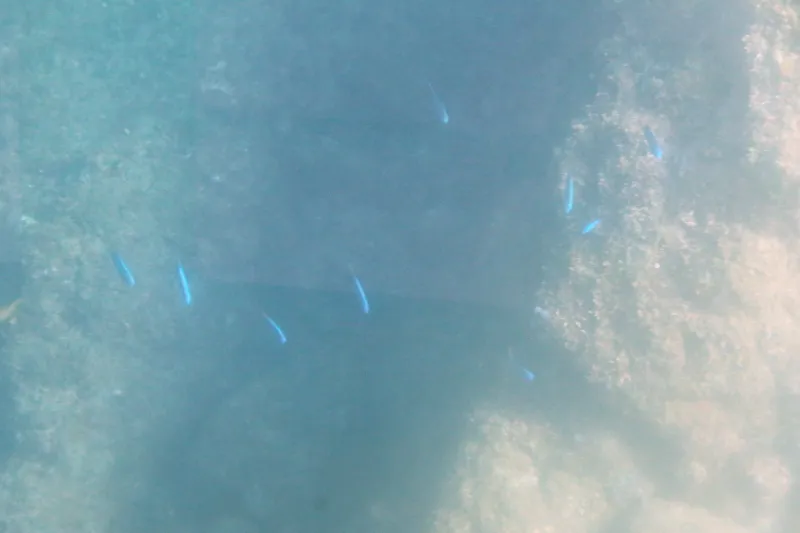 海底の岩場に青く小さく見えるソラスズメダイ