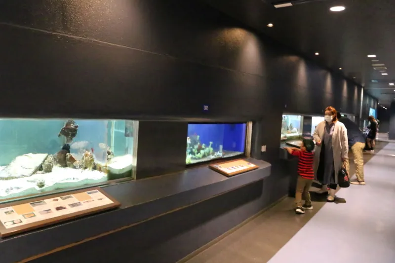 館内は４つのエリアに分かれていて、大型魚や無脊椎動物を展示