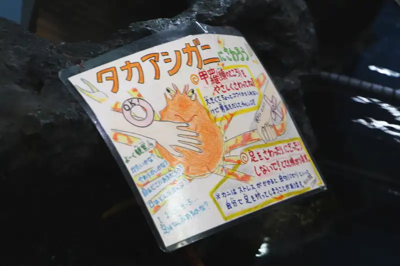 飼育員さんが手書きした生き物を説明するポップも必見