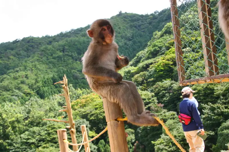 嵐山モンキーパークのサル