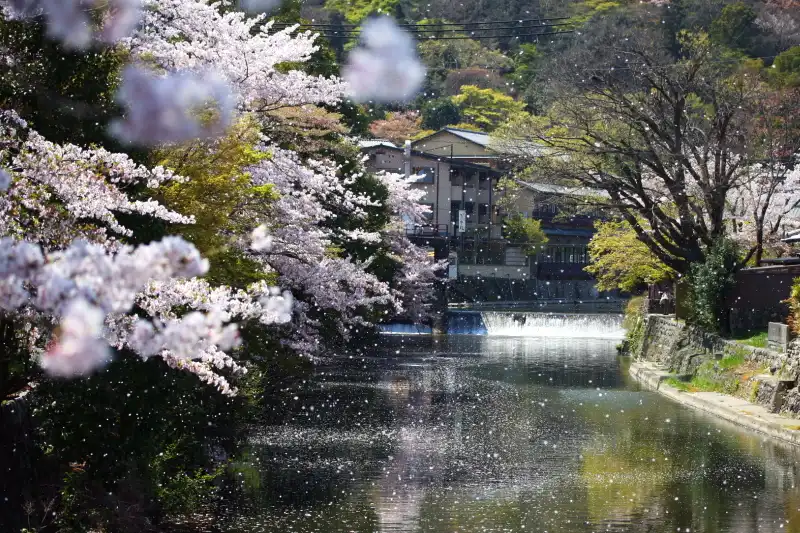 嵐山の桜