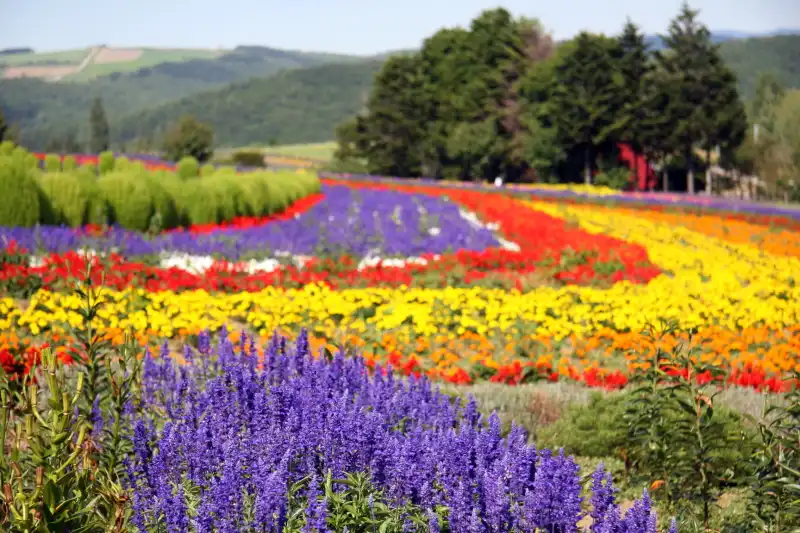 北海道のお花畑