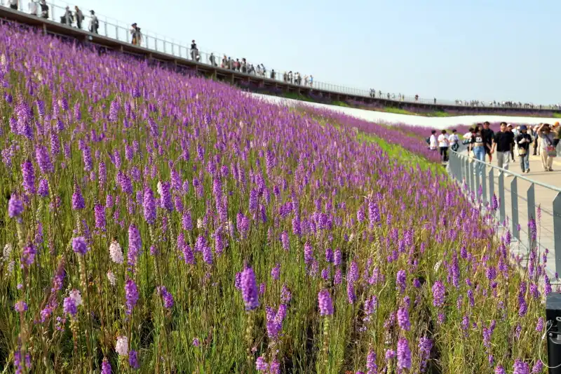 広い大屋根リングで色鮮やかに花を咲かせるお花畑