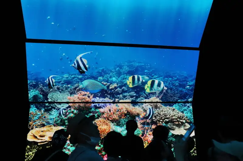 映像のクオリティが高く、海の中から魚を見ているほどの没入感