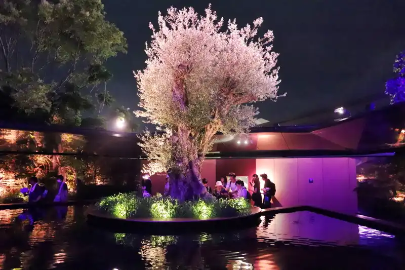 桜のようにライトアップされるオリーブの木