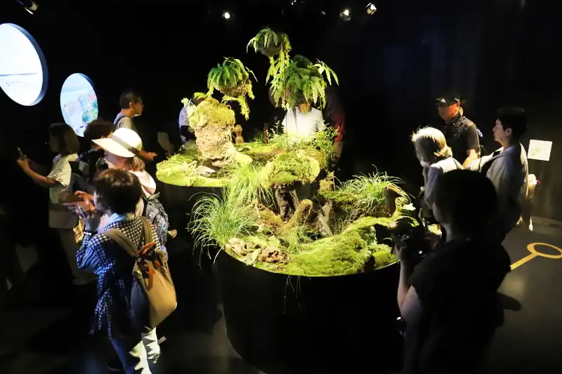 コケやシダ植物を使って自然豊かなアイルランドの森を再現
