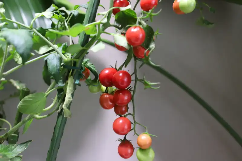 プチトマトやトウモロコシなど、畑で見られる姿で野菜を実物展示
