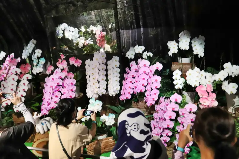 特産品となっている胡蝶蘭も展示され、花びらにプリントされた文字は必見