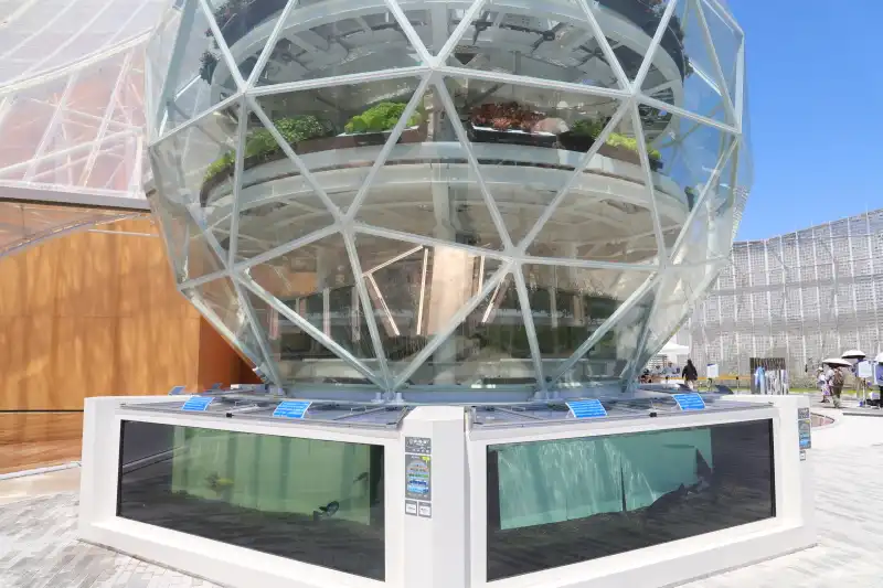 野菜が育ち、魚が泳ぐアクアポニックス「いのちの湧水」