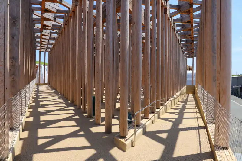 眺める方向によって見え方の変わるスギの木