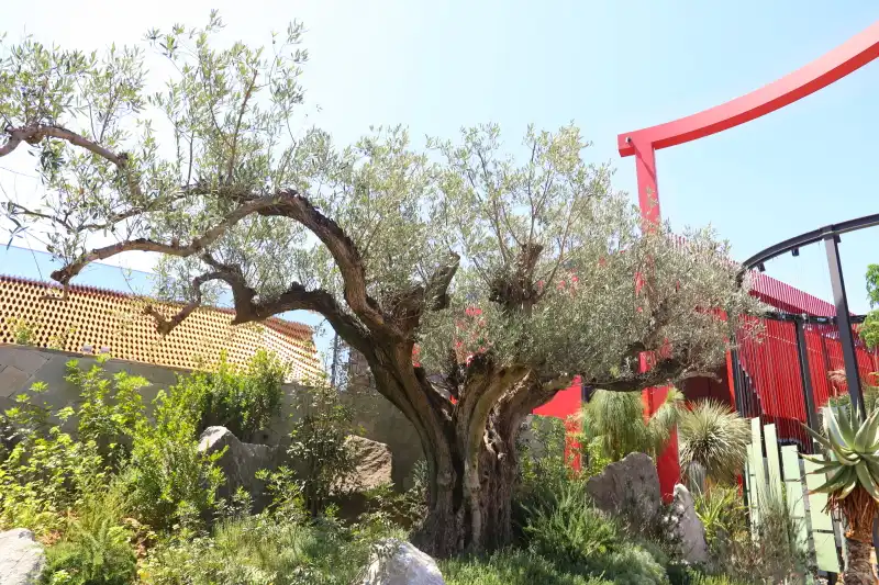 ヨーロッパから運ばれてきた樹齢５００年のオリーブの木